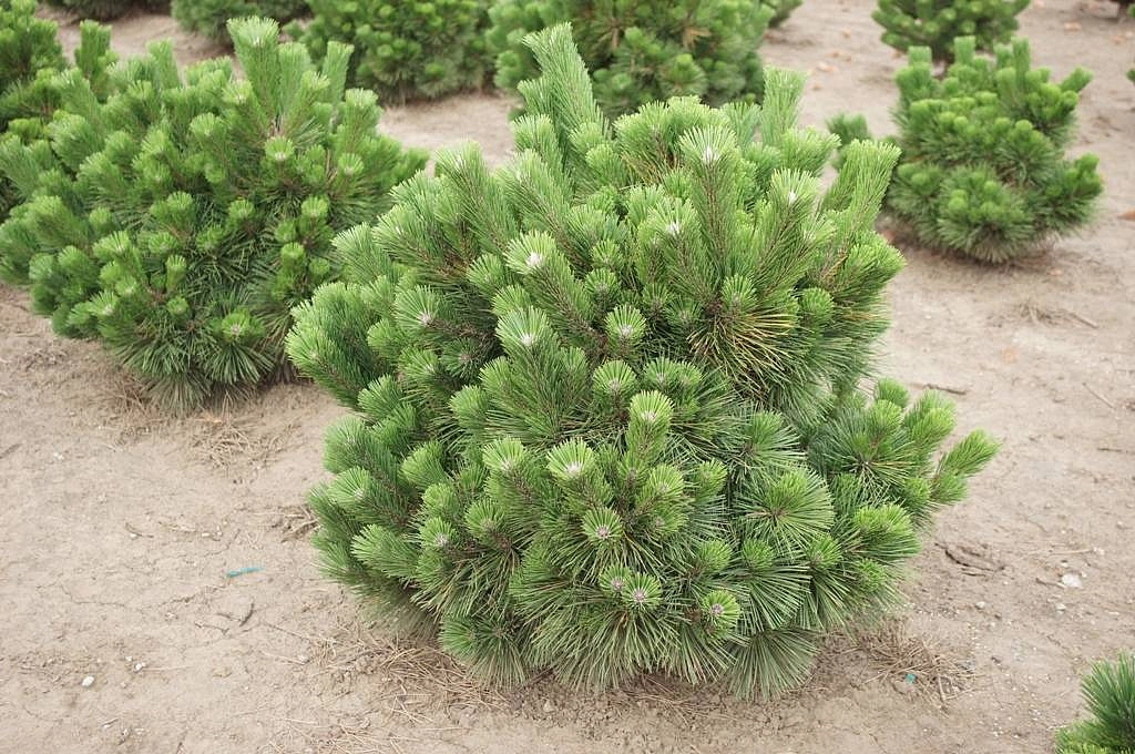 Сосна черная 'Синфониа'