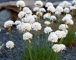 Армерия приморская 'Альба'