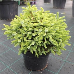 Ель сербская 'Нана' Ель сербская 'Нана'