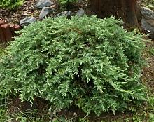 Можжевельник прибрежный 'Шлягер'