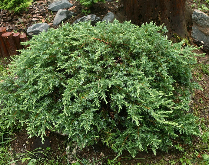 Можжевельник прибрежный 'Шлягер'