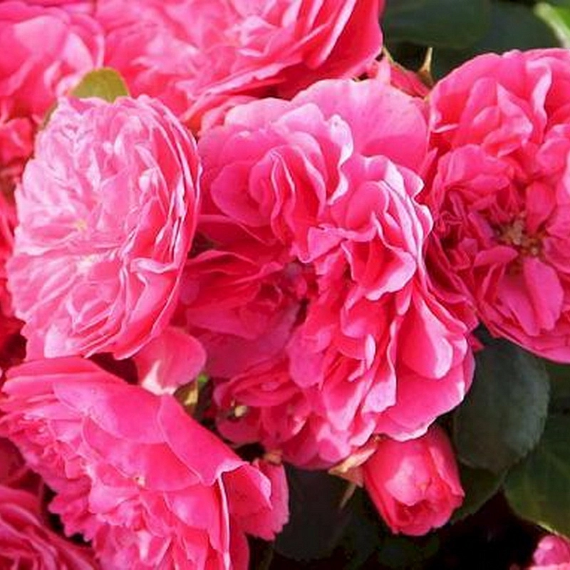 Роза 'Пинк Свани' (почвопокровная, шраб) (розовая)