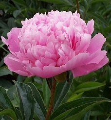 Пион молочноцветковый 'Сара Бернар' (розовый) Пион молочноцветковый 'Сара Бернар' (розовый)