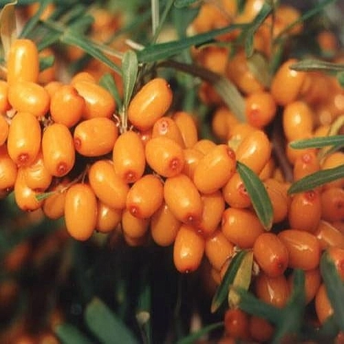 Облепиха 'Алтайская'