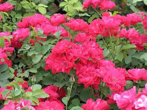 Роза 'Морден Аморетт' (парковая) (розовая)