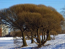 Ива шаровидная 