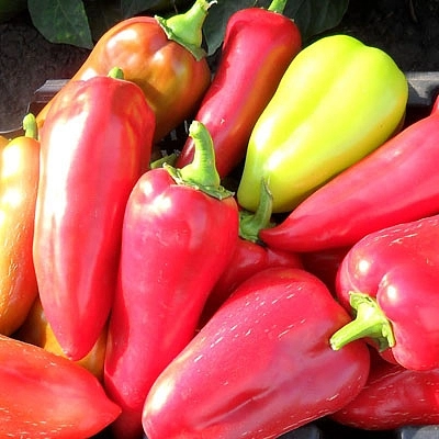 Перец 'Подарок Молдовы'