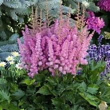 Астильба китайская 'Литл Вижнс ин Пинк' (розово - пурпурная)