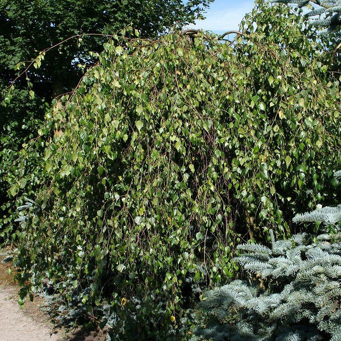 Береза повислая 'Тристис'