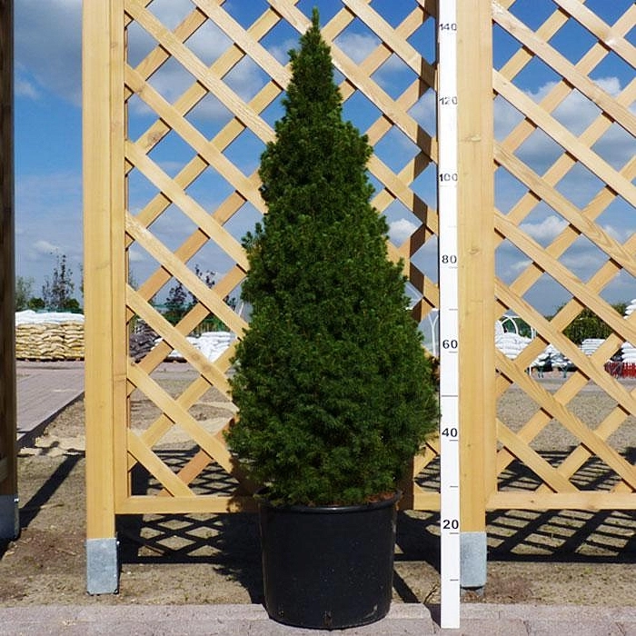 Ель сизая 'Коника'