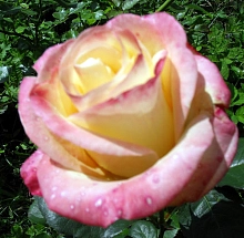 Роза 'Бела Перла' (чайно-гибридная) (желтая с розовым)