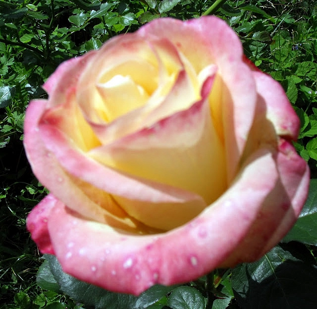 Роза 'Бела Перла' (чайно-гибридная) (желтая с розовым)