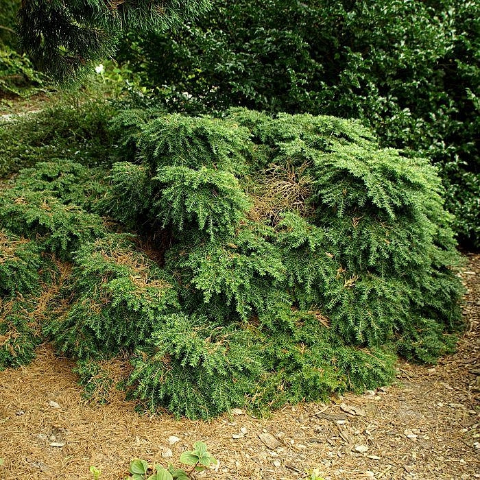 Тсуга канадская 'Нана'