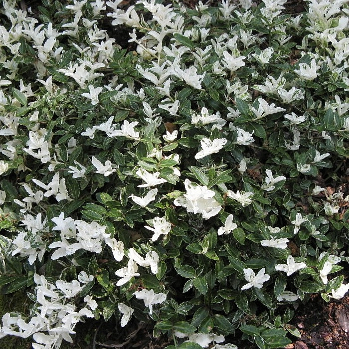 Бересклет Форчуна 'Арлекин'