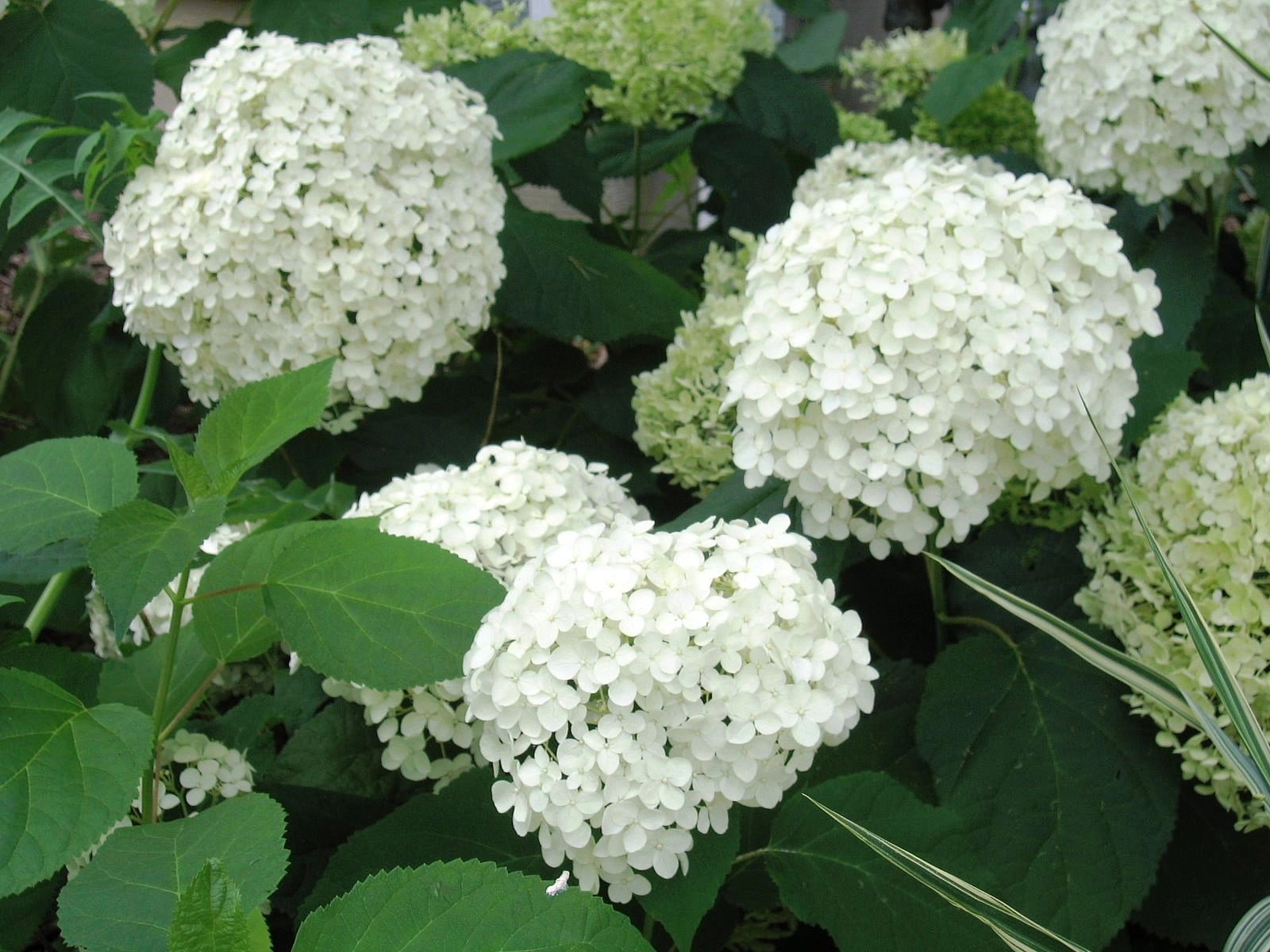 Гортензия древовидная 'Хилс оф Сноу'