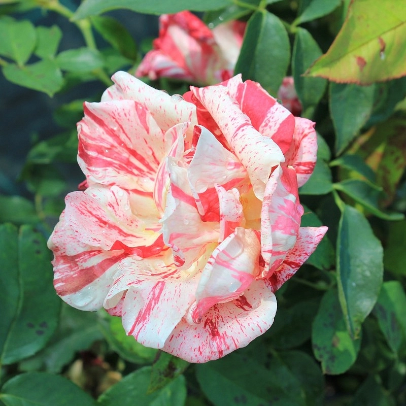 Роза 'Пападжено' (чайно-гибридная) (бело-розовая)