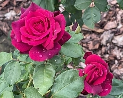 Роза 'Графиня Диана' (чайно-гибридная) (винно-алая)