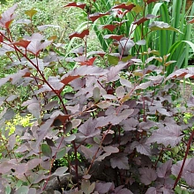 Пузыреплодник калинолистный 'Пурпуреа'