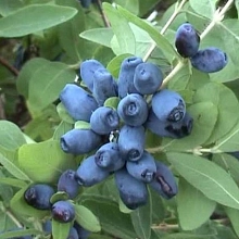 Жимолость съедобная 'Звездочка'