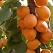Абрикос 'Алеша'