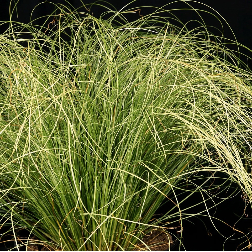 Осока власовидная