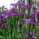 Ирис сибирский 'Эвен'