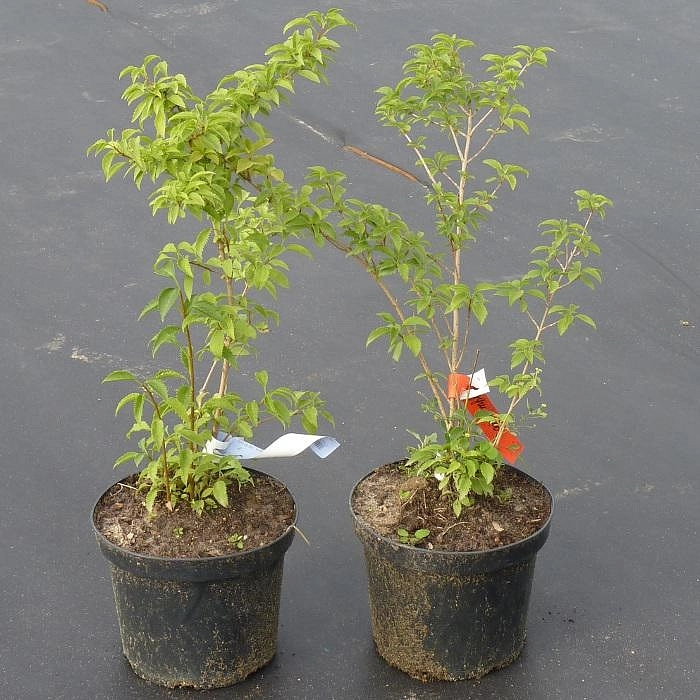 Форзиция миниатюрная