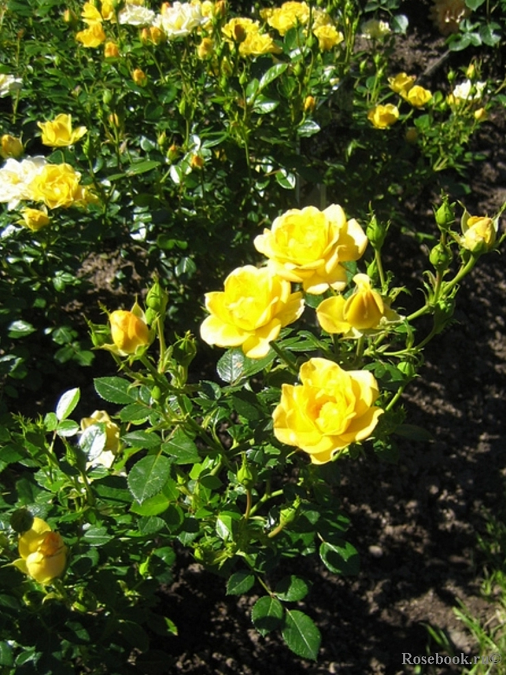 Роза 'Йеллоу Фэйри' (флорибунда, миниатюрная, почвопокровная) (желтая)