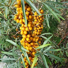 Облепиха 'Перчик'