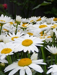 Хризантема болотная 'Сноу Леди' ( белая с желтым)