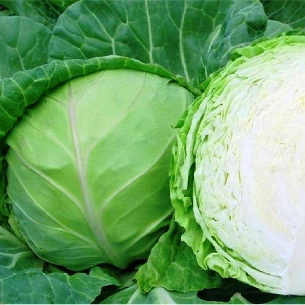 Капуста белокочанная 'Июньская'