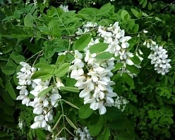 Робиния псевдоакация