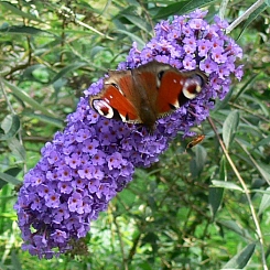 Буддлея Давида 'Нано Блу'