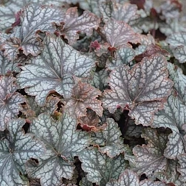 Гейхера гибридная 'Марс'