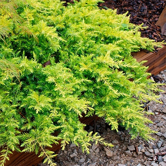 Можжевельник прибрежный 'Олл Голд'