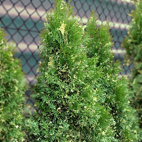 Туя западная 'Смарагд Вариегата'