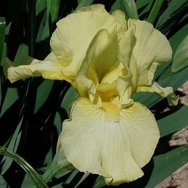Ирис германский (бородатый) 'Мауи Мунлайт' 