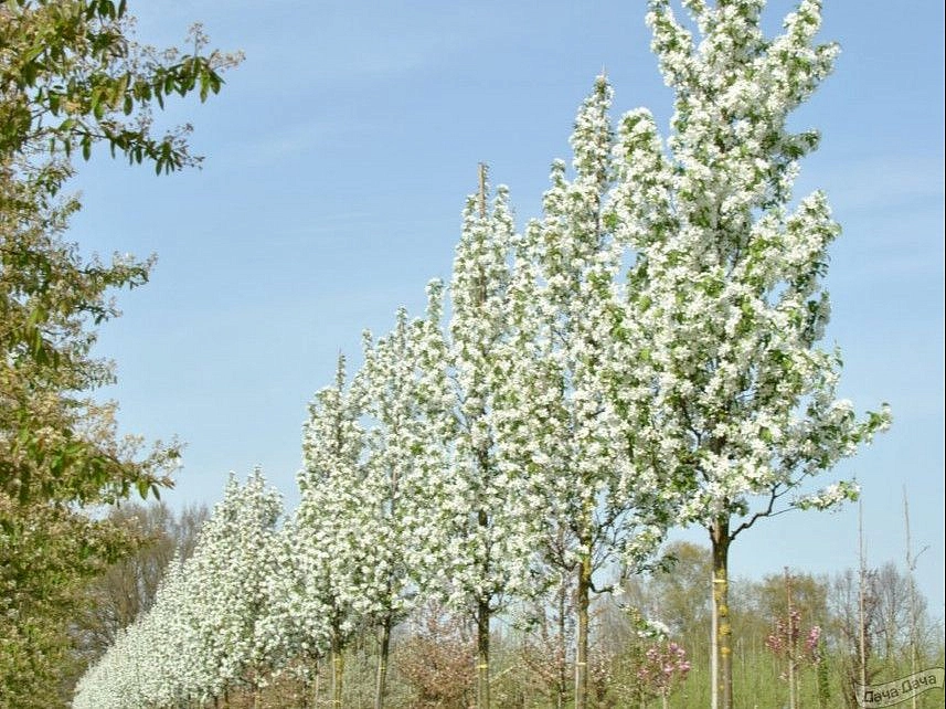 Яблоня декоративная 'Стрит Парад'