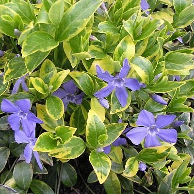 Барвинок малый 'Аргентеовариегата'