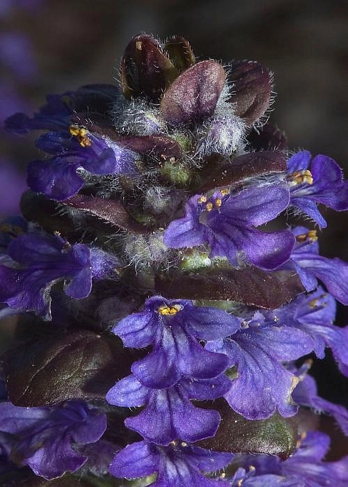 Живучка (аюга) пурпурная