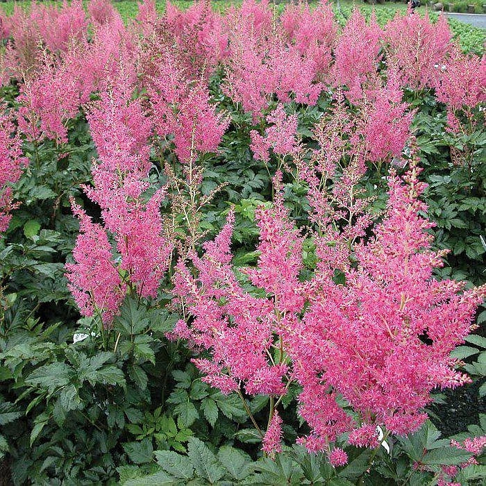 Астильба японская Рейнланд