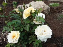 Роза 'Джей Пи Коннел' (шраб) (белая)