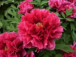 Пион древовидный 'Каоу' (винно - красный)