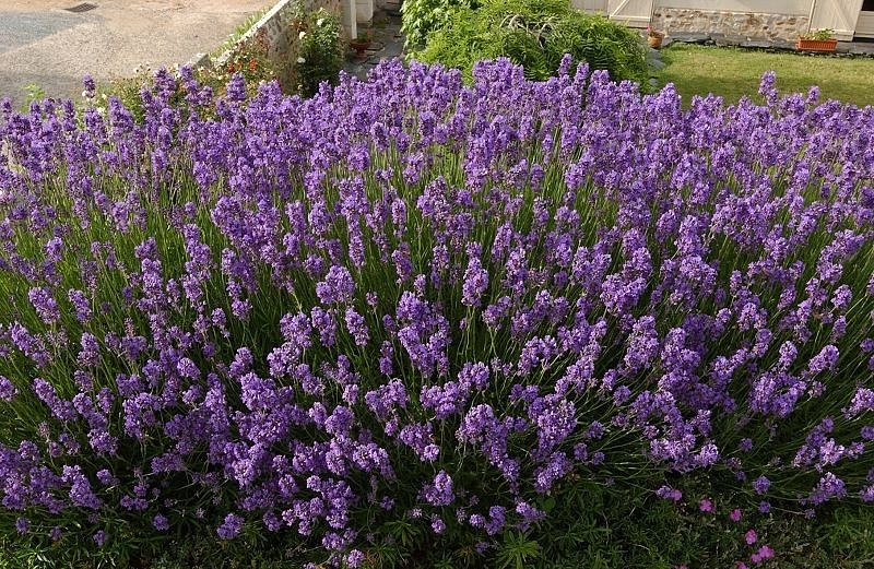 Лаванда узколистная 'Дварф Блю'