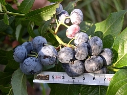 Голубика высокорослая 'Патриот' Голубика высокорослая 'Патриот'