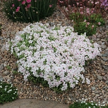 Флокс шиловидный 'Амазинг Грейс'