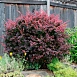 Барбарис обыкновенный пурпурный