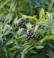 Бирючина обыкновенная 'Лодензе'