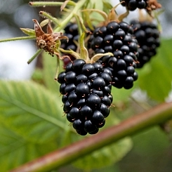 Ежевика 'Прайм Джим'