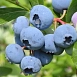 Голубика высокорослая 'Блюкроп'